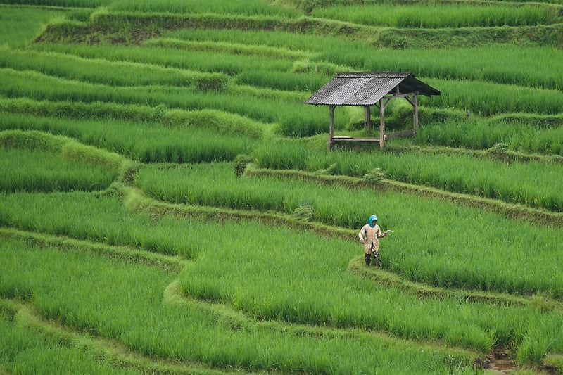 Organic Farming